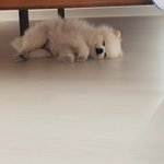 [모두드루와] 내 본진 탈<b>트롯</b>했음 좋겠다