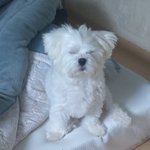 아 근데 아이<b>랜드</b>?애들 조카 불쌍하다