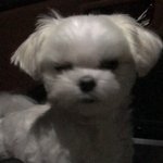 얘 미뇽아