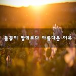 [좋은생각] <b>들꽃</b>이 장미보다 아름다운 이유~