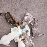 [고양이] 이제는 어엿한 회사 고양이로