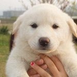 쌍수로 아기<b>진돗개</b>쌍커풀 ㄱㄴ?