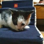 <b>새끼</b>고양이 봐주세요~