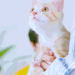 추천<b>해조</b>