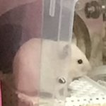 [이것좀봐줘] <b>양치</b>하면서 거실왔는데 햄스터나옴ㅎㅋㅋㅋㅋ