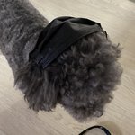 우리집 강아지가 너희 급식 나눠주겠대