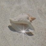 [이것좀봐줘] <b>보정속옷</b> 사려다가 조카 뻘하게 터짐