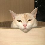 [고양이] 우리 <b>루미</b> 구경하고 가세용