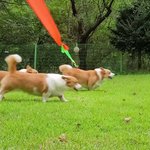 [강아지] 우리 <b>웰시</b>코기도 꼬리 있다개 뫙!