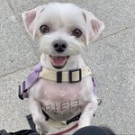 내 말티즈보다 예쁜눈 가진 강아지 없다 !