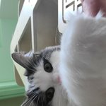 이쁜 우리 <b>호두</b> 자랑해요