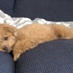 얘 범규 <b>본체</b> 아님?