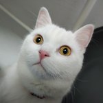 [도와주세요] 군포시 흰고양이 주인을찾아요 이름은 <b>노블</b>입니다