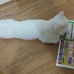 [드루와] 나색이 ㅈㄴ현실적임