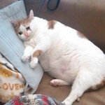 [댓글부탁해] 자가진단 <b>체크</b>하면 어케됨?