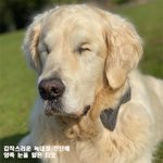 기꺼이 <b>두</b> <b>눈</b>이 되어준 아기 리트리버