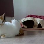 나의 동거묘 <b>도칠</b>이 2020년 추석