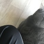 [이것좀봐줘] 밥먹을라고 <b>거실</b>오니까 내다리에 달라붙음