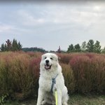 <그레이트 피레니즈> <b>심바</b>의 성장일기 - 14