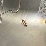 극혐) 얘들아 이거 <b>바퀴</b>벌레야..? 죽고싶다