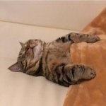 <b>하니야</b> 춥당~