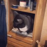 너네 <b>이불</b><b>정리</b>하는 고양이 본적있냐