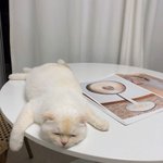 <b>엔팁</b>에서 인<b>팁</b>?인프피로 바꼈는데