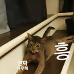 [김재중] <b>복</b>에 겨운 네네코코