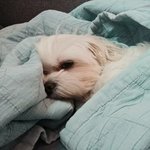 [강아지] 얘<b>때매</b> 웃는다