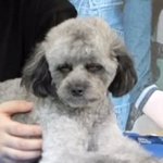 팬들이 슈화 <b>하쿠</b>의 준우승을 예상 못한 이유