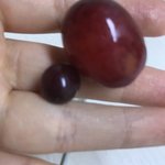 귀엽지 ㅜㅜ 애기<b>포도</b>...ㅈㄴ작아