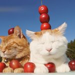 착한거다 vs 둔감한거다