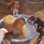 <b>카피</b>바라가 그렇게 인싸라구요?