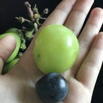 [이것좀봐줘] <b>샤인</b>머스캣 존맛태잉