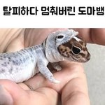 [댓글부탁해] 돔아뱀 <b>징글</b>없다 귀엽다 추반