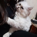 [고양이] 일요일밤, 우리 동이가 무지개다리를 건넜어요