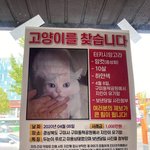 <b>MBC</b> <실화탐사대>에서 유일한 가족이었던 반려묘 아롱이를 찾습니다...