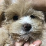 다들 반려견 좀 <b>자랑</b>하고가