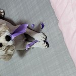 나도 <b>울</b>강아지 자랑할래