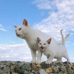 [댓글부탁해] 지금 아이폰<b>xs</b>쓰는겅 오바랴?