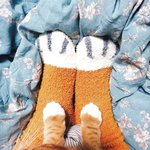 [고양이] 우리 집 고양이랑 커플 <b>수면양말</b> 신었음 ㅋㅋㅋ