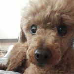 [댓글부탁해] <b>반려동물</b> 자랑하자