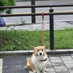 주황 <b>하양</b> 섞인 큰 덩어리