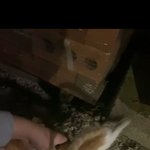 길고양이 "로드" 태어난지 1개월 집사가되다 <b>feat</b>.냥줍 사진o