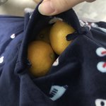 얘들아 귤 <b>서리</b>해옴
