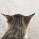 <b>entp</b> 부럽다