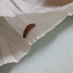 [이것좀봐줘] 쿠팡<b>코멧</b>휴지 애벌레