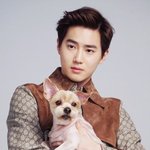 온통 개판인 엑소네 반려 동물을 알아보자