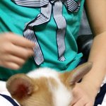 [모두드루와] 다들 내 웰시코기 좀 봐줘