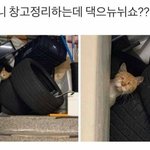 [댓글부탁해] 얘들아 단종 아이폰은 말이야